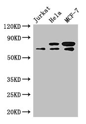 INTS9 Antibody - Western Blot Positive WB detected in:Jurkat whole cell lysate,Hela whole cell lysate,MCF-7 whole cell lysate All Lanes: INTS9 antibody at 3.4ug/ml Secondary Goat polyclonal to rabbit IgG at 1/50000 dilution Predicted band size: 74,72 kDa Observed band size: 74,72 kDa
