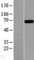 INTS9 Protein - Western validation with an anti-DDK antibody * L: Control HEK293 lysate R: Over-expression lysate