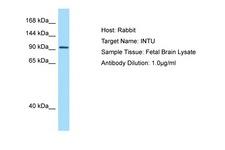 INTU Antibody -  This image was taken for the unconjugated form of this product. Other forms have not been tested.