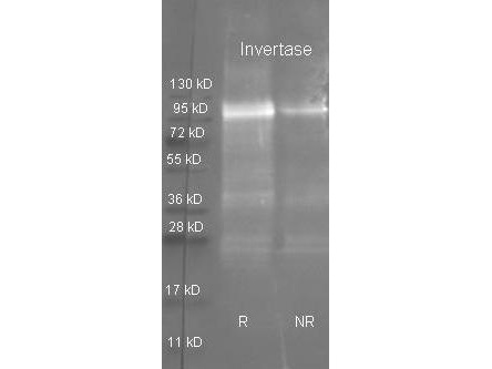 Invertase Antibody - Goat anti Invertase antibody was used to detect purified invertase under reducing (R) and non-reducing (NR) conditions. Reduced samples of purified target protein contained 4% BME and were boiled for 5 minutes. Samples of ~1ug of protein per lane were run by SDS-PAGE. Protein was transferred to nitrocellulose and probed with 1:3000 dilution of primary antibody. Detection shown was using Dylight 488 conjugated Donkey anti goat. Images were collected using the BioRad VersaDoc System