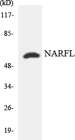 IOP1 / NARFL Antibody - Western blot analysis of the lysates from HeLa cells using NARFL antibody.
