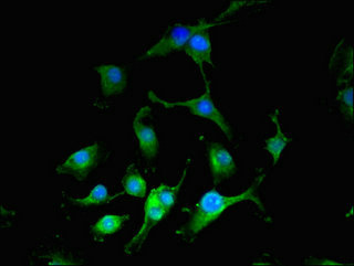 IOP1 / NARFL Antibody - Immunofluorescent analysis of U251 cells using CIAO3 Antibody at dilution of 1:100 and Alexa Fluor 488-congugated AffiniPure Goat Anti-Rabbit IgG(H+L)