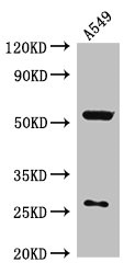 IOP1 / NARFL Antibody - Western Blot Positive WB detected in: A549 whole cell lysate All lanes: CIAO3 antibody at 2.7µg/ml Secondary Goat polyclonal to rabbit IgG at 1/50000 dilution Predicted band size: 54, 27, 43 kDa Observed band size: 54, 27 kDa