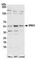 IP6K1 Antibody - Detection of human IP6K1 by western blot. Samples: Whole cell lysate (50 µg) from HeLa, HEK293T, and Jurkat cells prepared using NETN lysis buffer. Antibody: Affinity purified rabbit anti-IP6K1 antibody used for WB at 1:1000. Detection: Chemiluminescence with an exposure time of 30 seconds.