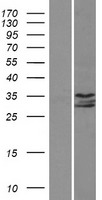 IP6K1 Protein - Western validation with an anti-DDK antibody * L: Control HEK293 lysate R: Over-expression lysate