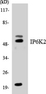 IP6K2 Antibody - Western blot analysis of the lysates from K562 cells using IP6K2 antibody.