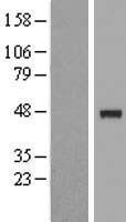 IP6K3 Protein - Western validation with an anti-DDK antibody * L: Control HEK293 lysate R: Over-expression lysate