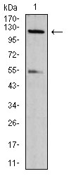 IPAF / NLRC4 Antibody - Western blot analysis using phospho-NLRC4(Ser-533) rat mAb against NIH/3T3 (1) cell lysate.