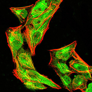 IPAF / NLRC4 Antibody - Immunofluorescence analysis of Hela cells using phospho-NLRC4(Ser-533) rat mAb (green). Blue: DRAQ5 fluorescent DNA dye. Red: Actin filaments have been labeled with Alexa Fluor- 555 phalloidin. Secondary antibody from Fisher