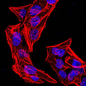 IPAF / NLRC4 Antibody - Immunofluorescence analysis of Hela cells using phospho-NLRC4(Ser-533) rat mAb. Blue: DRAQ5 fluorescent DNA dye. Red: Actin filaments have been labeled with Alexa Fluor- 555 phalloidin.