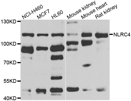 IPAF / NLRC4 Antibody - Western blot analysis of extracts of various cell lines.