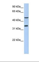 IPCEF1 / PIP3E Antibody - 721_B cell lysate. Antibody concentration: 1.0 ug/ml. Gel concentration: 12%.  This image was taken for the unconjugated form of this product. Other forms have not been tested.