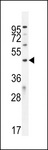 IPCEF1 / PIP3E Antibody - ICEF1 Antibody western blot of U251 cell line lysates (35 ug/lane). The ICEF1 antibody detected the ICEF1 protein (arrow).