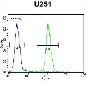 IPCEF1 / PIP3E Antibody - ICEF1 Antibody flow cytometry of U251 cells (right histogram) compared to a negative control cell (left histogram). FITC-conjugated goat-anti-rabbit secondary antibodies were used for the analysis.