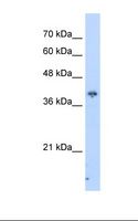 IPCEF1 / PIP3E Antibody - HepG2 cell lysate. Antibody concentration: 2.5 ug/ml. Gel concentration: 12%.  This image was taken for the unconjugated form of this product. Other forms have not been tested.