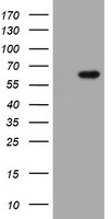 IPCEF1 / PIP3E Antibody - HEK293T cells were transfected with the pCMV6-ENTRY control (Left lane) or pCMV6-ENTRY IPCEF1 (Right lane) cDNA for 48 hrs and lysed. Equivalent amounts of cell lysates (5 ug per lane) were separated by SDS-PAGE and immunoblotted with anti-IPCEF1.