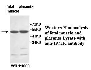 IPMK Antibody