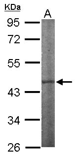 IPMK Antibody - Sample (50 ug of whole cell lysate). A: Mouse brain. 10% SDS PAGE. IPMK antibody diluted at 1:1000.