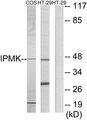 IPMK Antibody - Western blot analysis of extracts from COS-7 cells and HT-29 cells, using IPMK antibody.