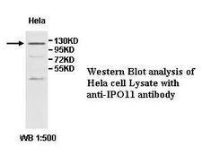 IPO11 / Importin 11 Antibody