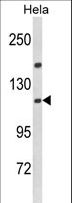 IPO11 / Importin 11 Antibody - Western blot of IPO11 Antibody in HeLa cell line lysates (35 ug/lane). IPO11 (arrow) was detected using the purified antibody.
