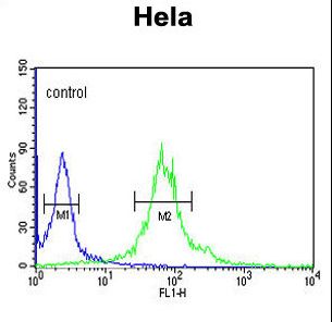 IPO11 / Importin 11 Antibody - IPO11 Antibody flow cytometry of HeLa cells (right histogram) compared to a negative control cell (left histogram). FITC-conjugated goat-anti-rabbit secondary antibodies were used for the analysis.