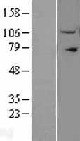 IPO11 / Importin 11 Protein - Western validation with an anti-DDK antibody * L: Control HEK293 lysate R: Over-expression lysate