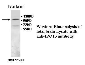 IPO13 / LGL2 Antibody