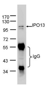 IPO13 / LGL2 Antibody - IPO13 was immunoprecipitated from 1 mg of HeLa whole cell lysate using 10 ug of anti-IPO13 antibody . The precipitated IPO13 was detected by IPO13 / LGL2 antibody diluted at 1:1000.