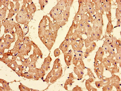 IPO13 / LGL2 Antibody - Immunohistochemistry of paraffin-embedded human heart tissue using IPO13 Antibody at dilution of 1:100