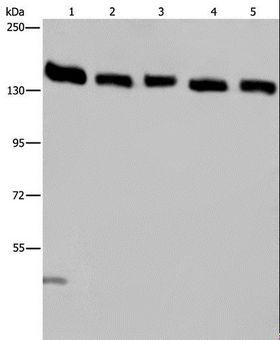 IPO4 Antibody - Western blot analysis of HeLa cell and human testis tissue, A549, Jurkat and K562 cell, using IPO4 Polyclonal Antibody at dilution of 1:550.