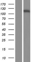 IPO4 Protein - Western validation with an anti-DDK antibody * L: Control HEK293 lysate R: Over-expression lysate