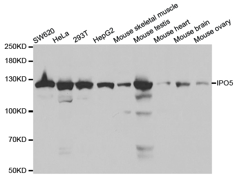 IPO5 / RANBP5 Antibody - Western blot analysis of extracts of various cell lines.