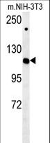 IPO7 / RANBP7 Antibody - IPO7 Antibody western blot of mouse NIH-3T3 cell line lysates (35 ug/lane). The IPO7 antibody detected the IPO7 protein (arrow).