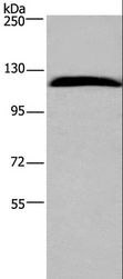 IPO7 / RANBP7 Antibody - Western blot analysis of HeLa cell, using IPO7 Polyclonal Antibody at dilution of 1:300.