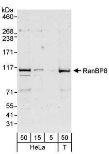 IPO8 / Importin 8 Antibody - Detection of Human RanBP8 by Western Blot. Samples: Whole cell lysate from HeLa (5, 15 and 50 ug) and 293T (T; 50 ug) cells. Antibody: Affinity purified rabbit anti-RanBP8 antibody used for WB at 0.4 ug/ml. Detection: Chemiluminescence with an exposure time of 30 seconds.