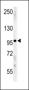 IPO9 / Importin 9 Antibody - IPO9 Antibody western blot of mouse Neuro-2a cell line lysates (15 ug/lane). The IPO9 antibody detected the IPO9 protein (arrow).