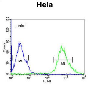 IPO9 / Importin 9 Antibody - IPO9 Antibody flow cytometry of HeLa cells (right histogram) compared to a negative control cell (left histogram). FITC-conjugated goat-anti-rabbit secondary antibodies were used for the analysis.