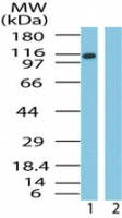 IPO9 / Importin 9 Antibody - Western blot of Importin-9 in HeLa cell lysate in the 1) absence and 2) presence of immunizing peptide using antibody at1 ug/ml.