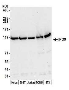 IPO9 / Importin 9 Antibody - Detection of human and mouse IPO9 by western blot. Samples: Whole cell lysate (50 µg) from HeLa, HEK293T, Jurkat, mouse TCMK-1, and mouse NIH 3T3 cells prepared using NETN lysis buffer. Antibody: Affinity purified rabbit anti-IPO9 antibody used for WB at 0.1 µg/ml. Detection: Chemiluminescence with an exposure time of 10 seconds.