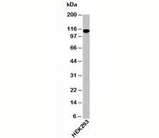 IPO9 / Importin 9 Antibody - Importin-9 antibody western blot of human samples