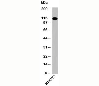 IPO9 / Importin 9 Antibody - Importin-9 antibody western blot of mouse samples