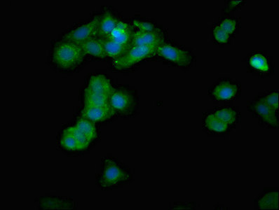IPP Antibody - Immunofluorescent analysis of HepG2 cells at a dilution of 1:100 and Alexa Fluor 488-congugated AffiniPure Goat Anti-Rabbit IgG(H+L)