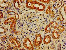 IPP Antibody - Immunohistochemistry image of paraffin-embedded human kidney tissue at a dilution of 1:100