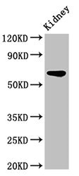 IPP Antibody - Positive Western Blot detected in Rat kidney tissue. All lanes: IPP antibody at 3.2 µg/ml Secondary Goat polyclonal to rabbit IgG at 1/50000 dilution. Predicted band size: 66 KDa. Observed band size: 66 KDa
