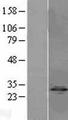 IPP2 / PPP1R2 Protein - Western validation with an anti-DDK antibody * L: Control HEK293 lysate R: Over-expression lysate