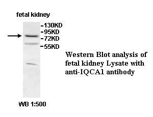 IQCA Antibody