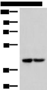 IQCD Antibody - Western blot analysis of 293T cell lysates  using IQCD Polyclonal Antibody at dilution of 1:1000