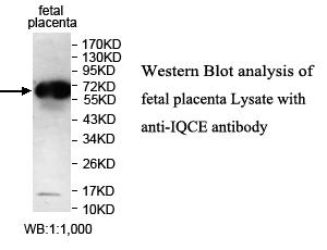 IQCE Antibody