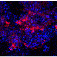 IQCF2 Antibody - Immunofluorescence of IQCF2 in human testis tissue with IQCF2 antibody at 20 µg/ml.